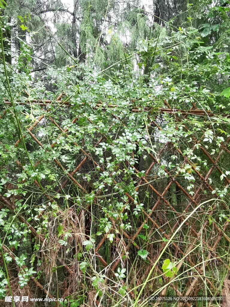 茂密绿植环绕的木质围栏