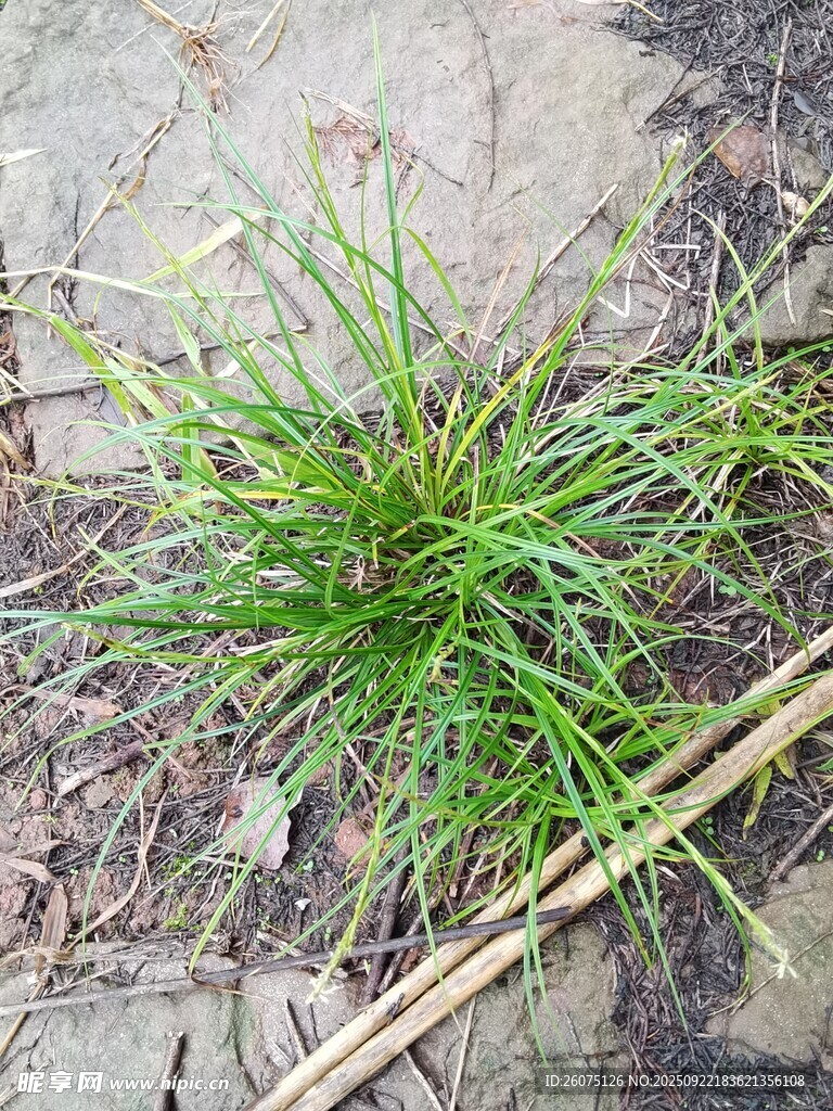 地面生长的嫩绿小草