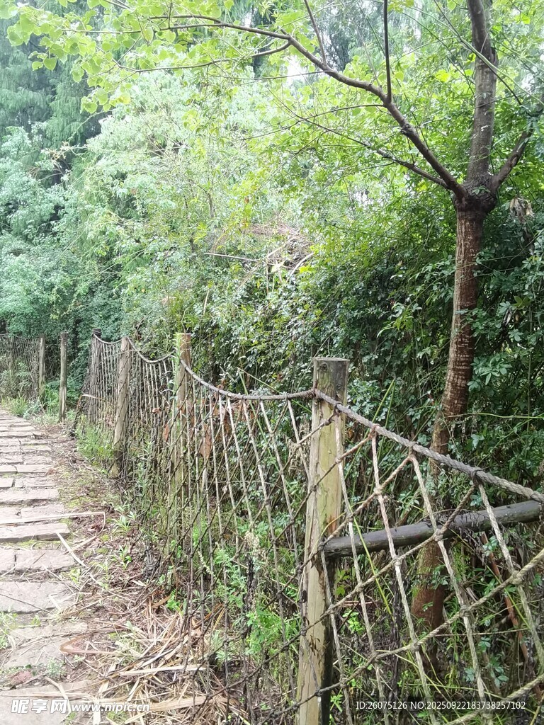 林间小径旁的简易竹制围栏
