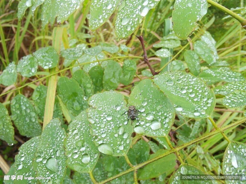带露珠的翠绿植物叶片