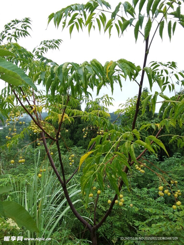 繁茂绿植展现自然生机