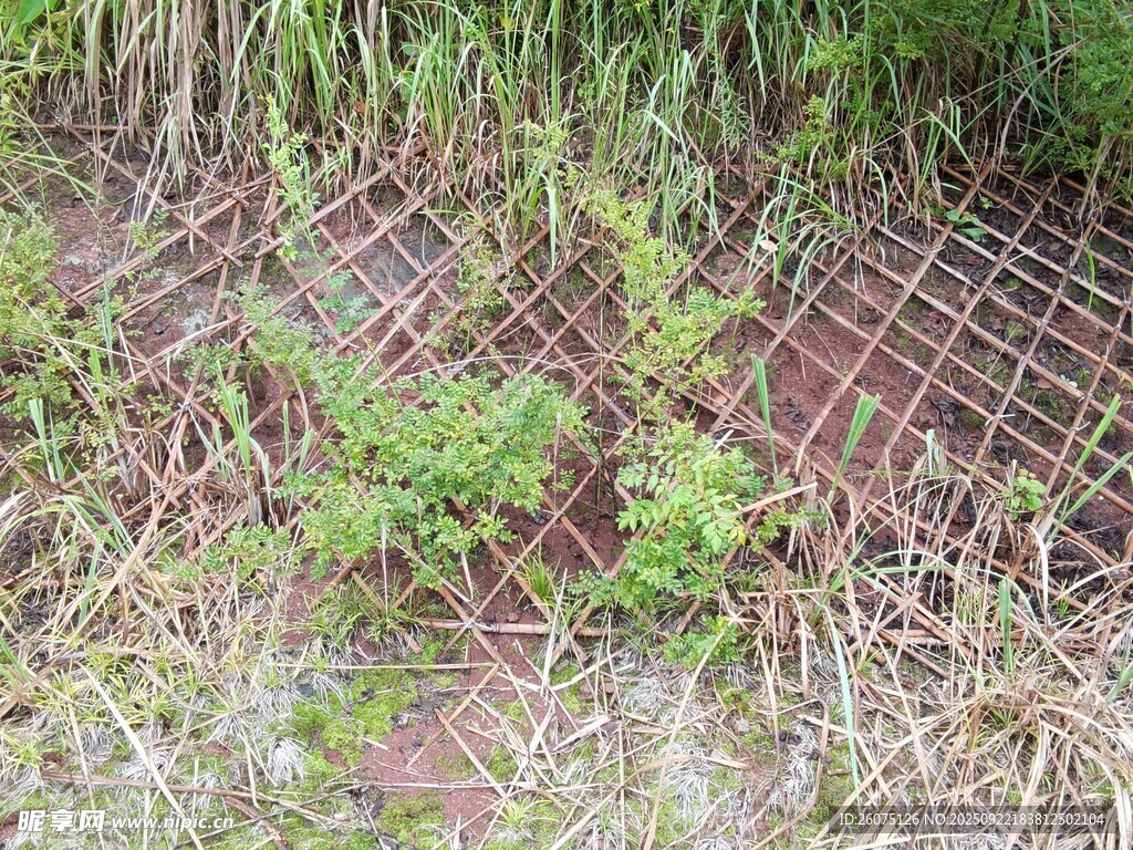 地面绿植与网格交织景象
