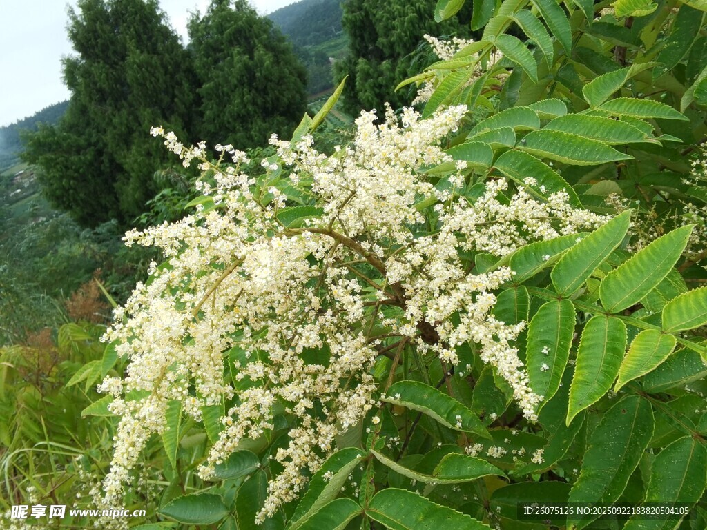 白色花簇的植物特写