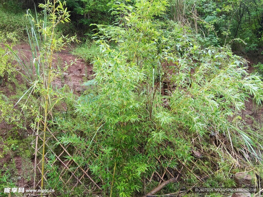 野外繁茂的绿色植物景观