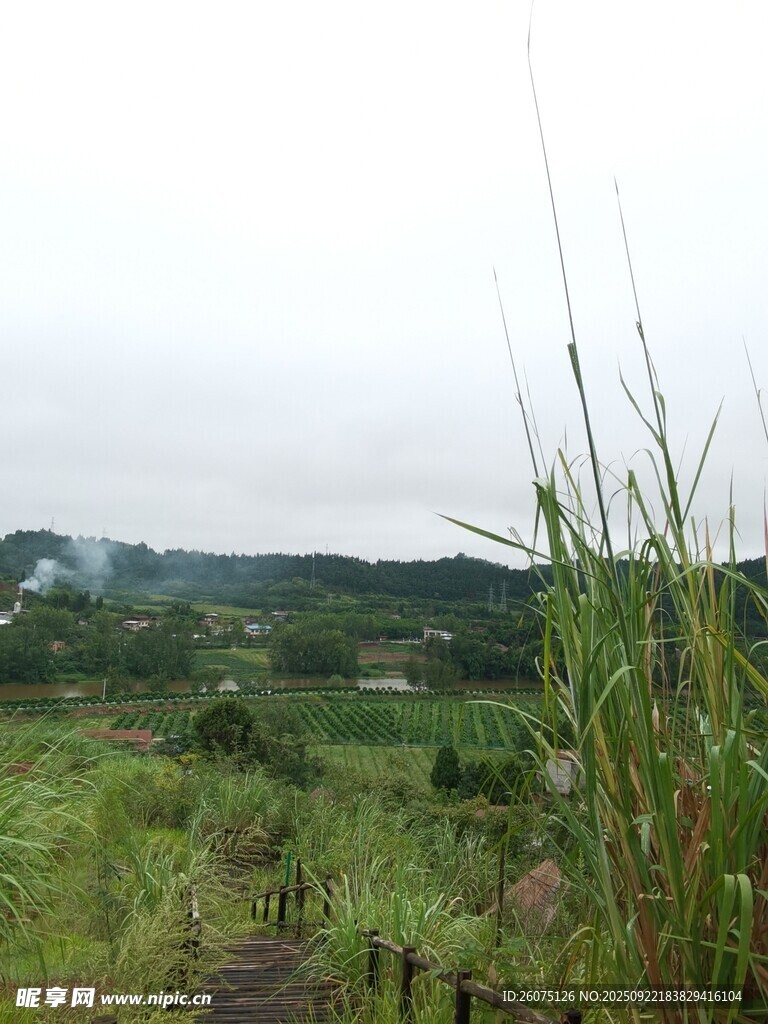 乡间小径旁的葱郁草地