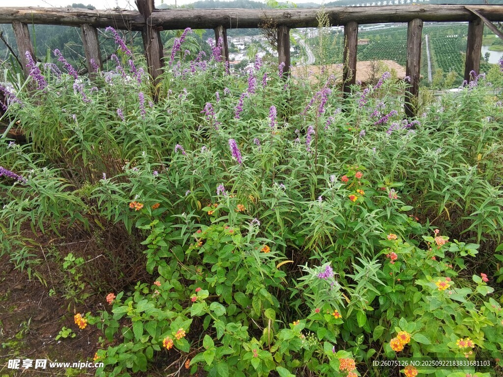花园绿植景观
