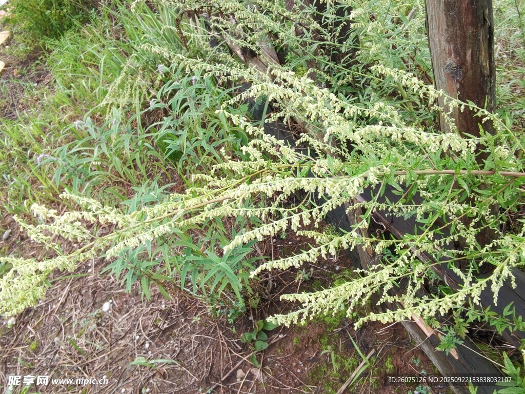 细长枝叶的绿植特写