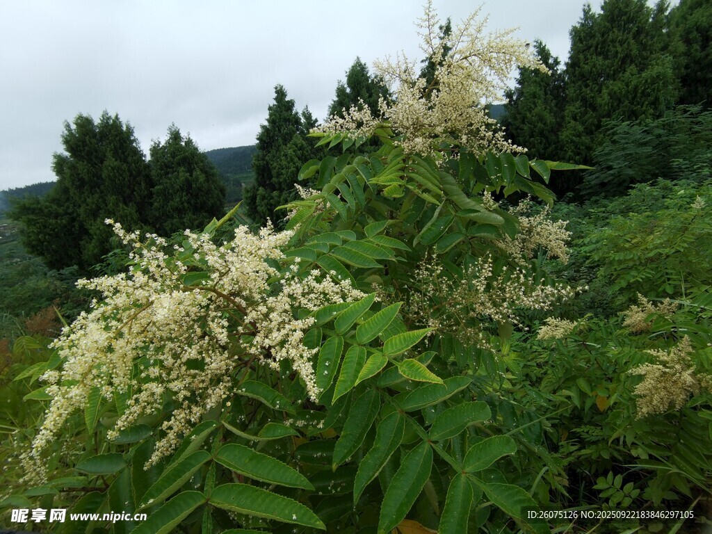 野外盛开的白色植物花朵