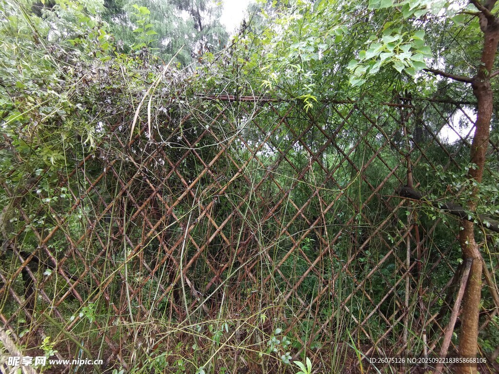 被绿植覆盖的金属网状围栏