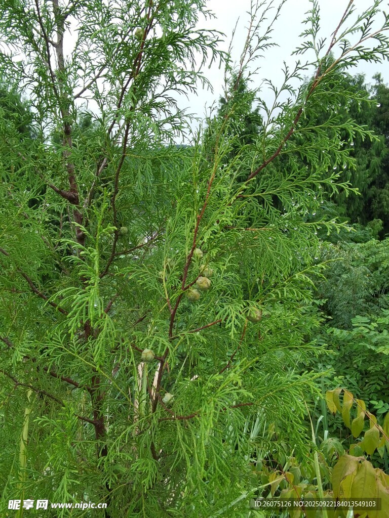 绿意盎然的繁茂植物景观