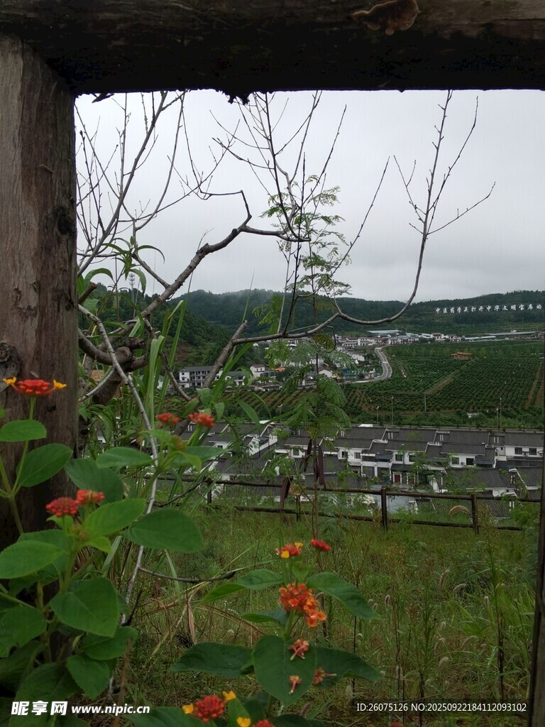 窗外山野花卉景致