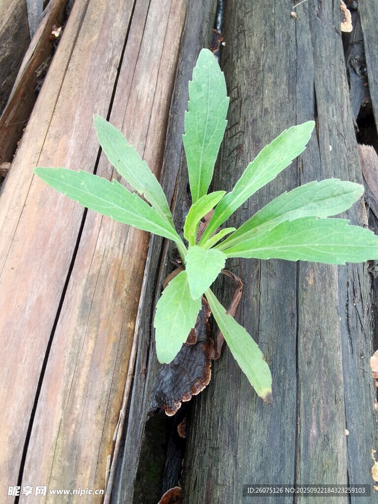 木缝中生长的嫩绿小植物