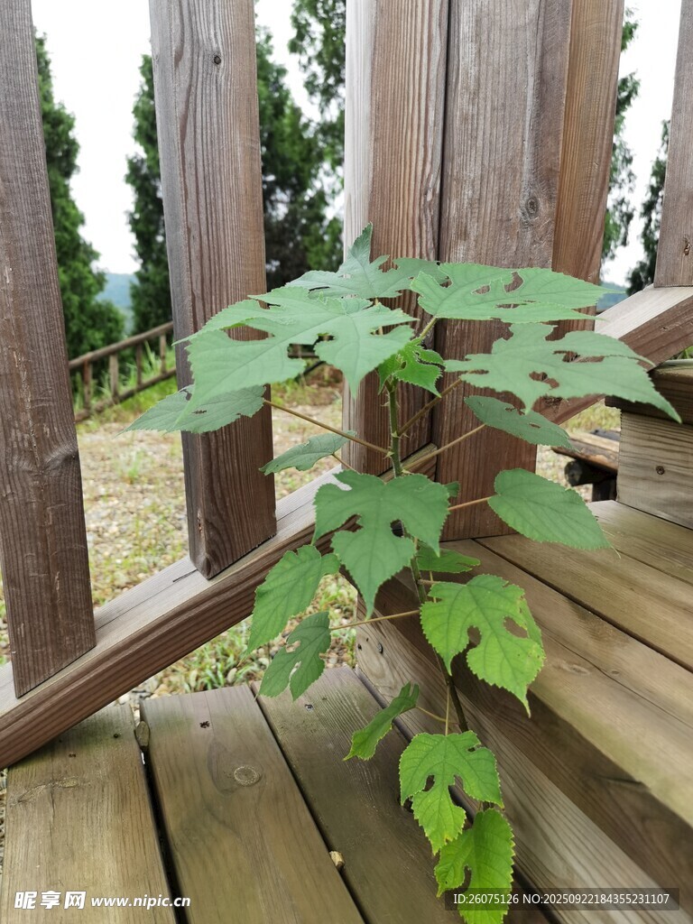 木栈道旁生长的翠绿植物