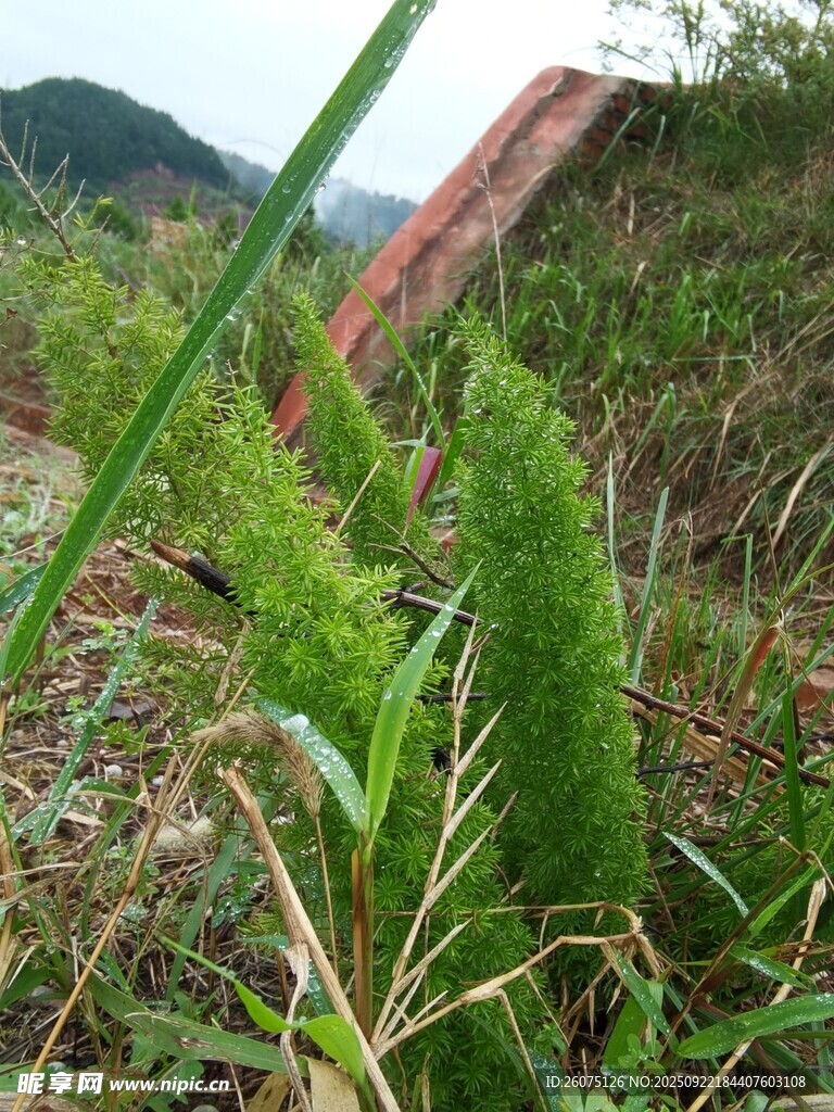 野外生长的绿色植物