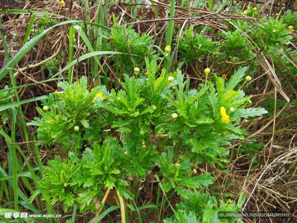 野外绿色植物与黄色小花
