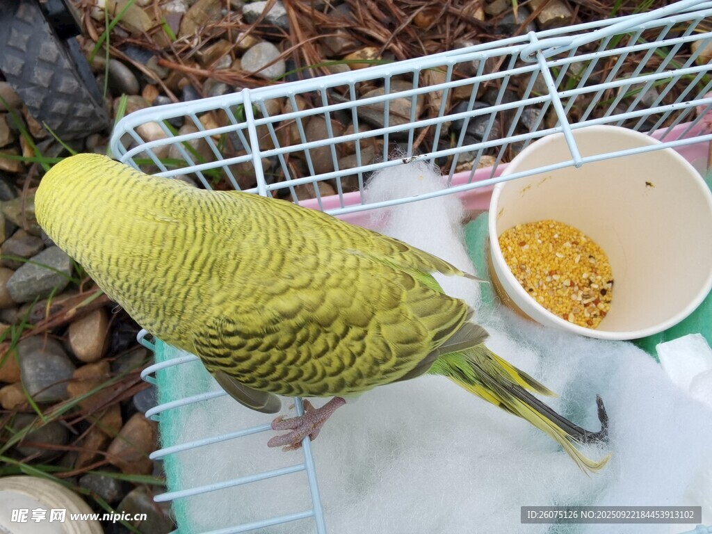 笼中黄绿鹦鹉与食碗