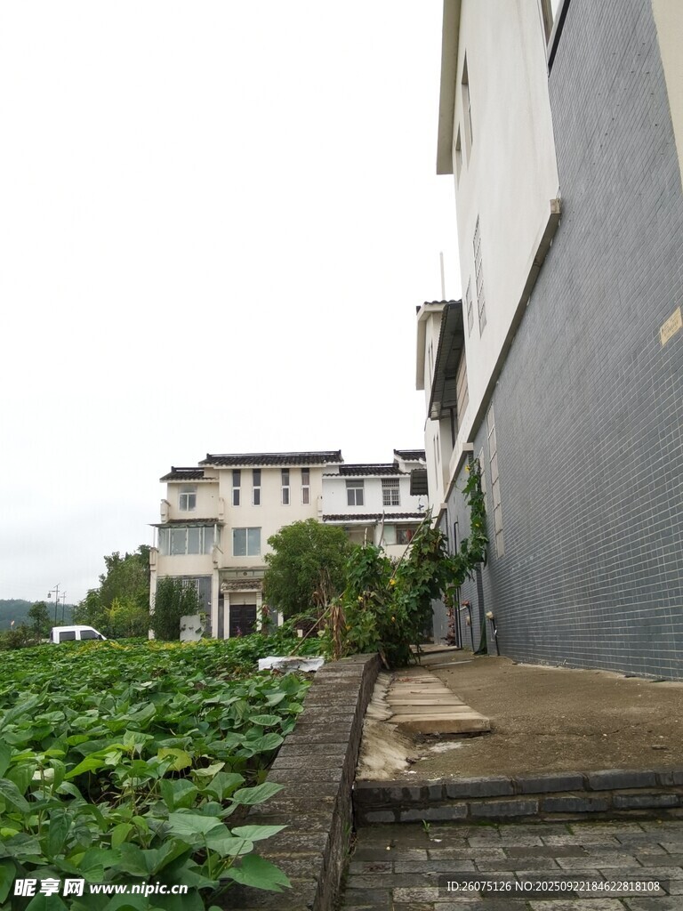 墙边绿植旁的素雅建筑