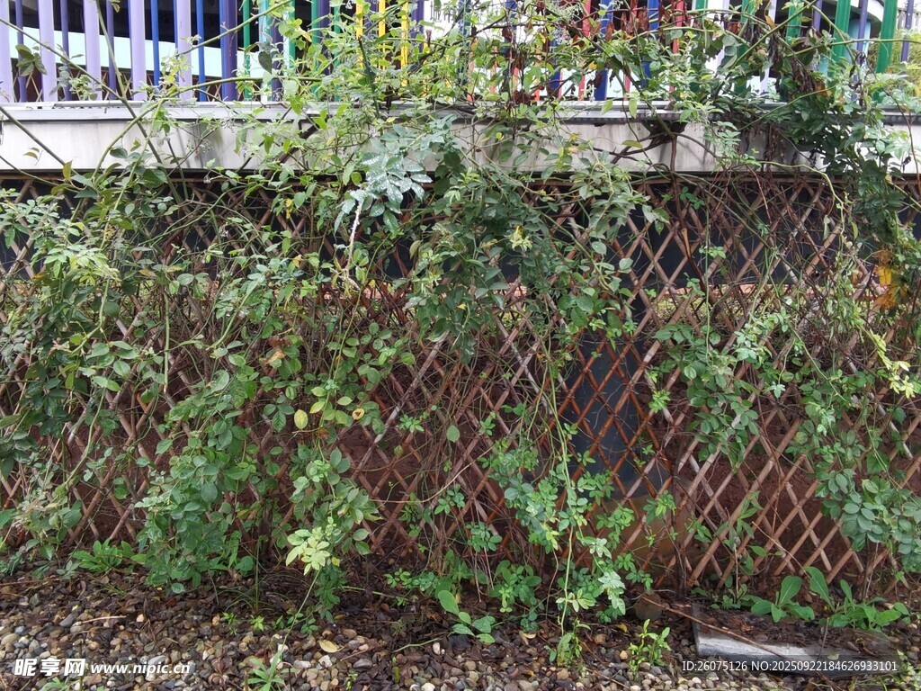 爬满植物的金属网格围栏