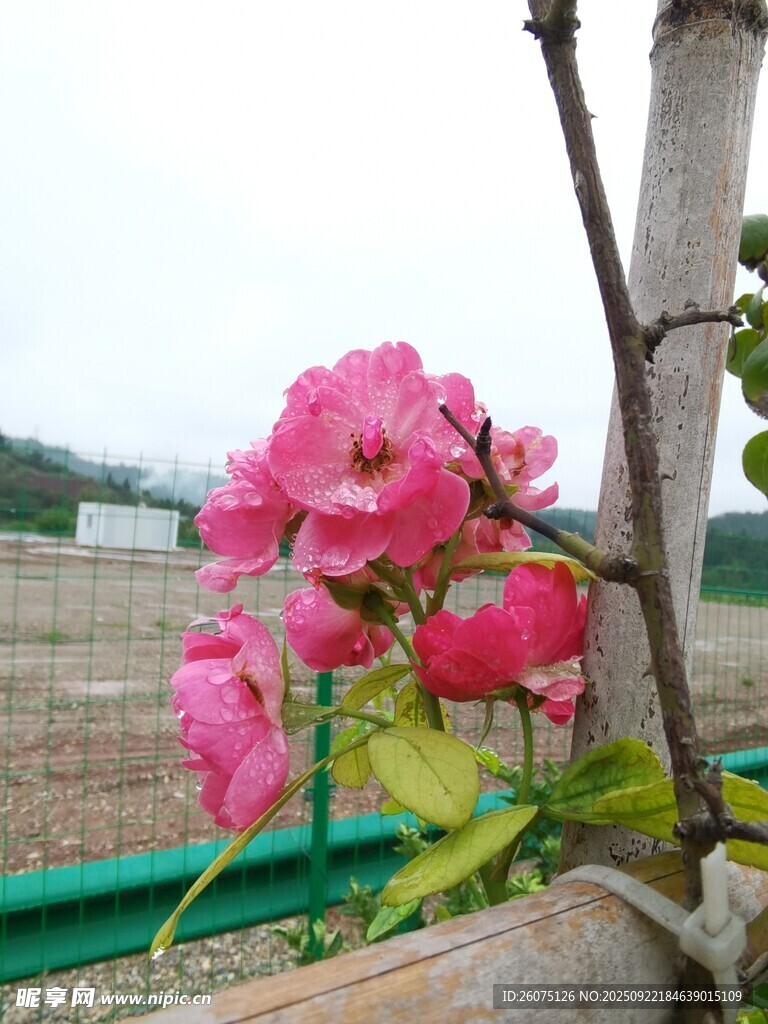 娇艳粉色花朵绽放枝头