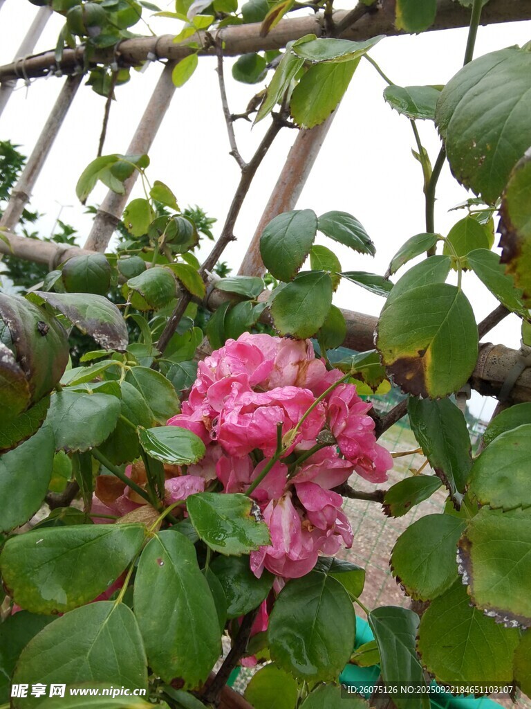 娇艳粉色花朵绽于绿叶间