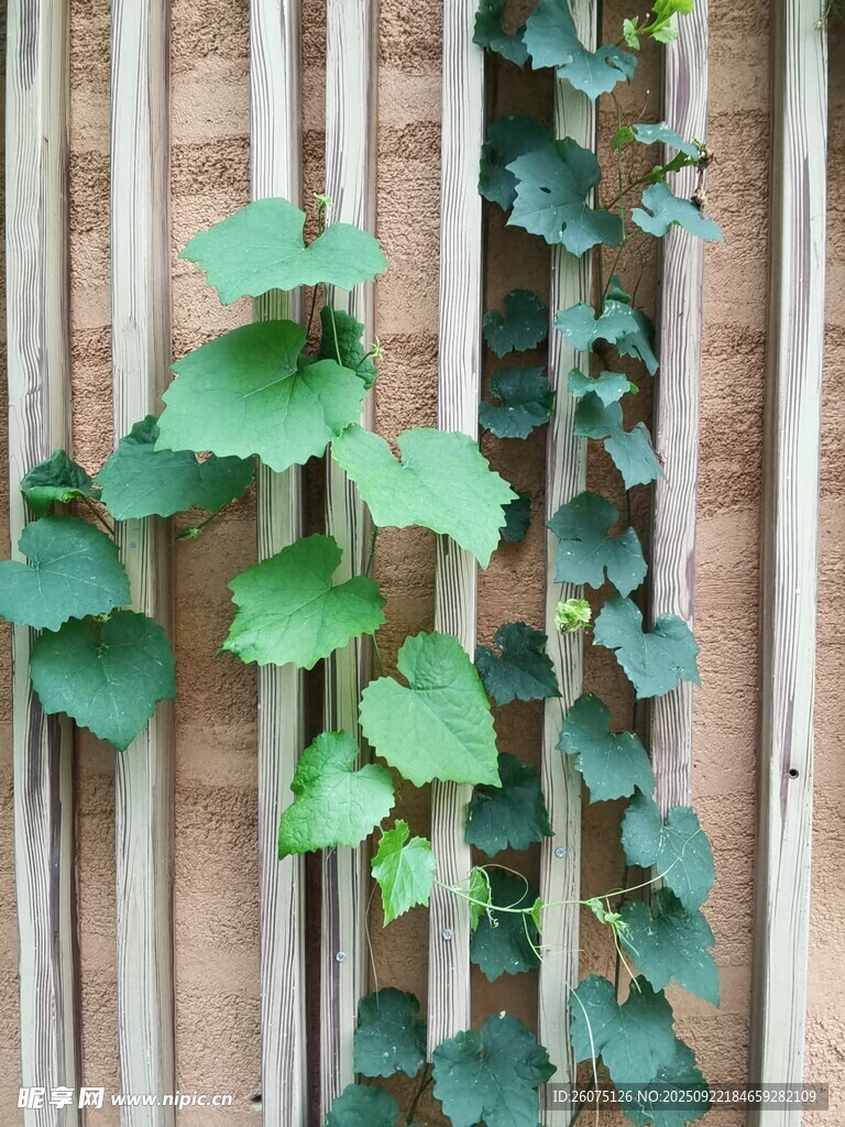 木墙边的翠绿藤蔓植物
