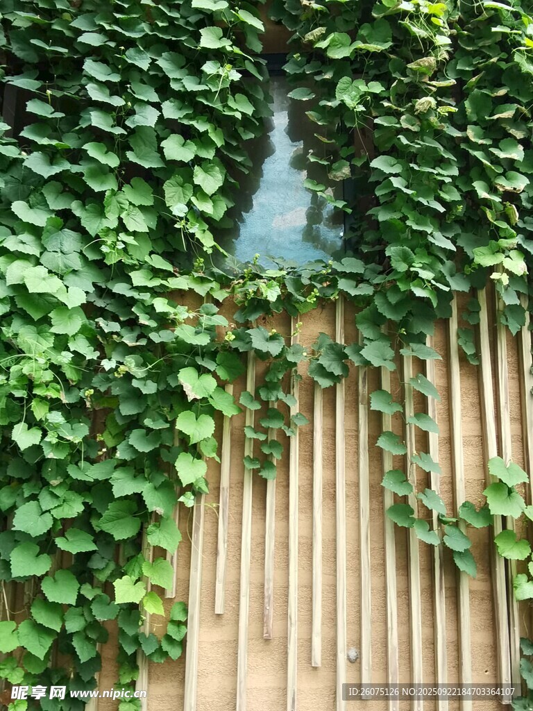藤蔓覆盖的木质栅栏景观