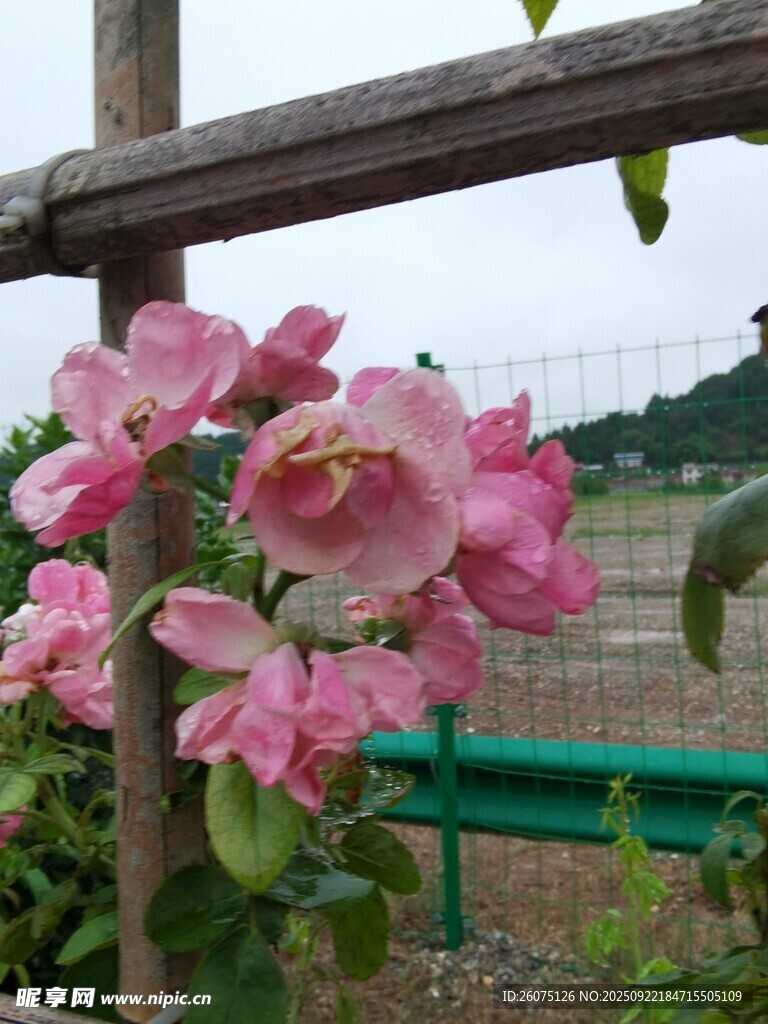 木杆旁绽放的娇艳粉花