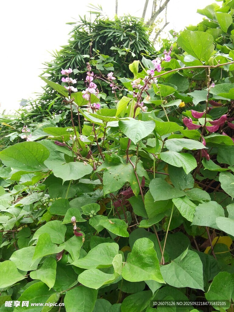 绿叶繁茂的植物景观