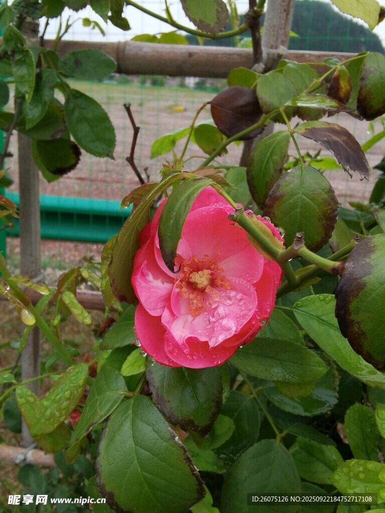 娇艳粉色花朵绽放绿叶间