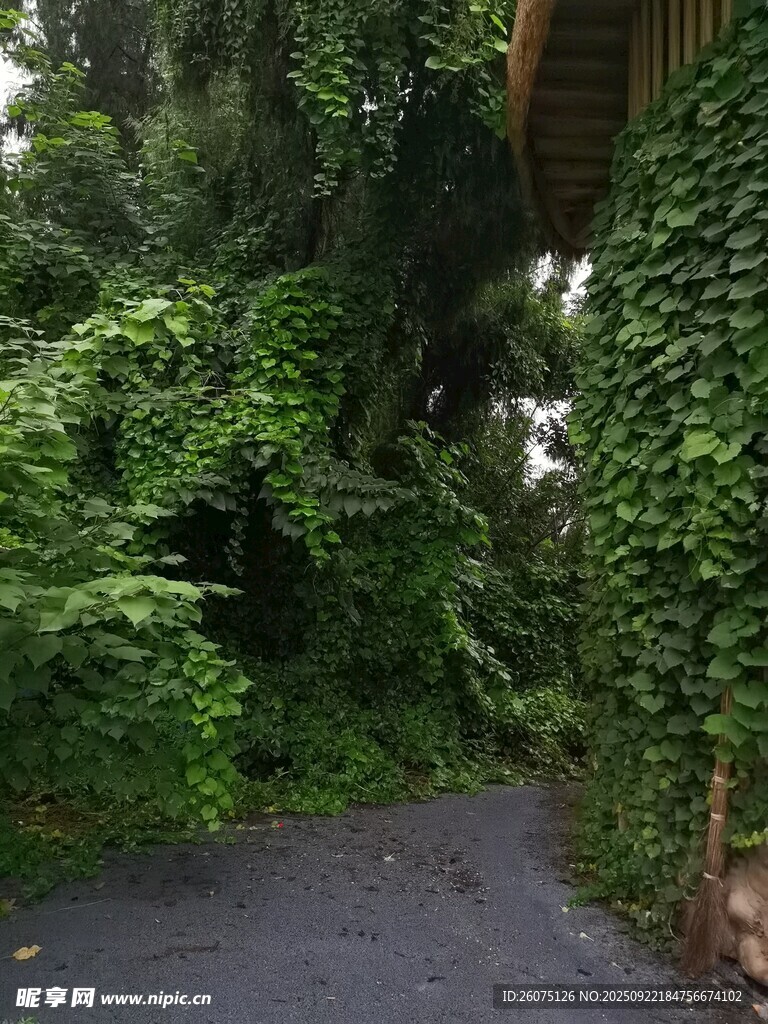 绿意盎然的幽静小路
