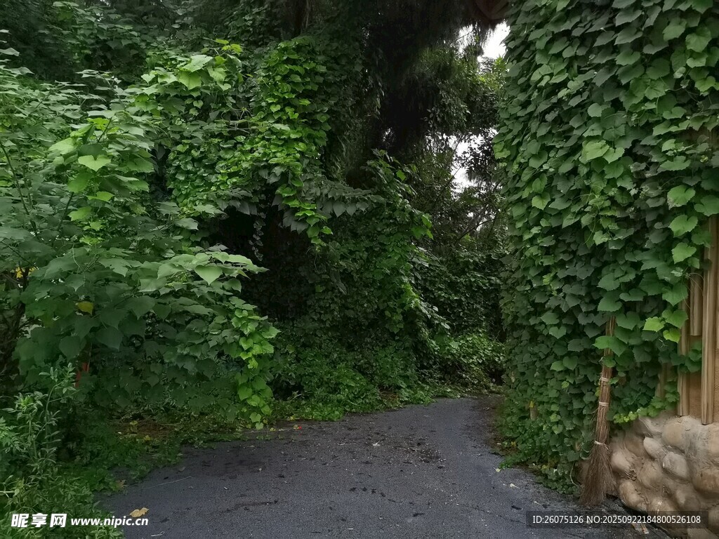 绿意盎然的幽静林间小道
