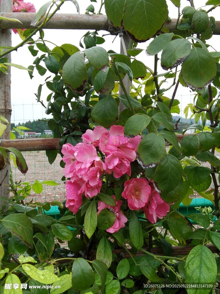 娇艳绽放的粉色花卉