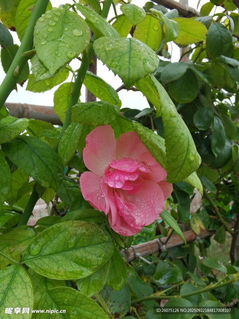 娇艳木槿花绿叶相映衬