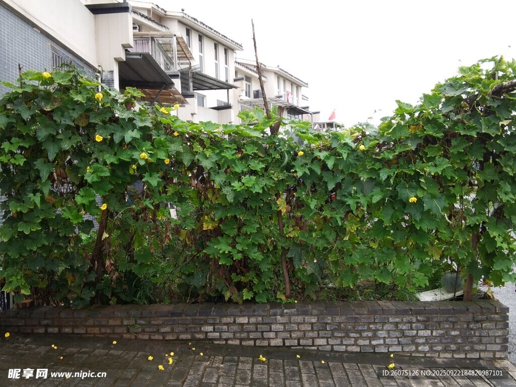 爬满绿植的砖墙景观
