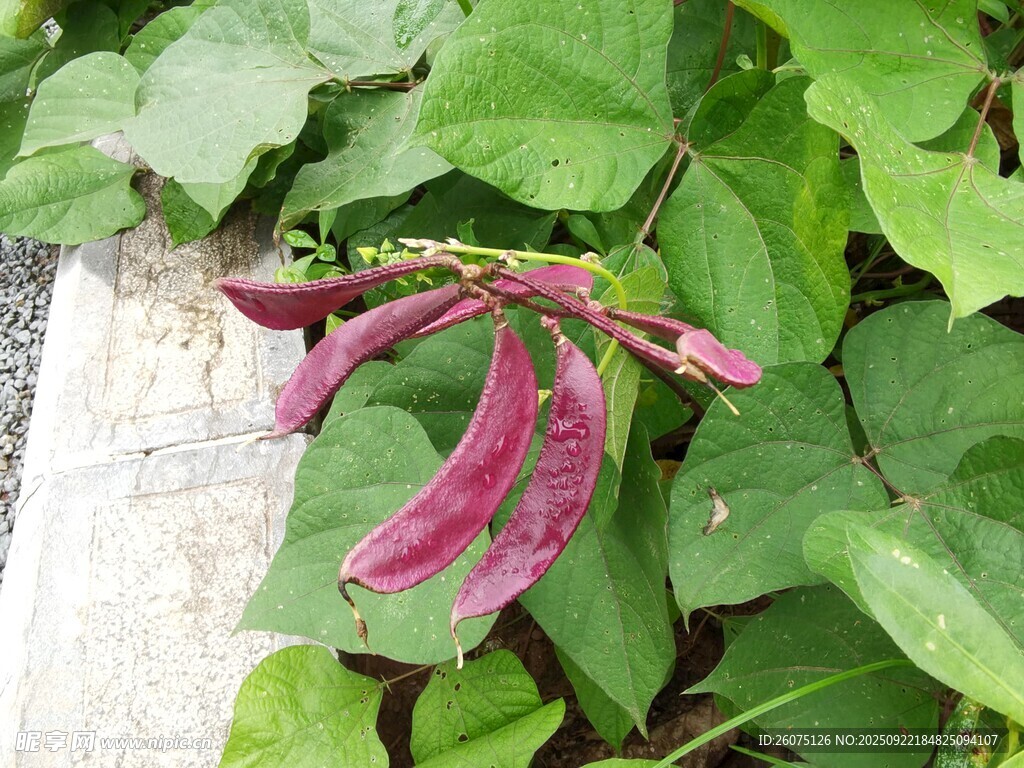 紫扁豆花绽放绿叶间