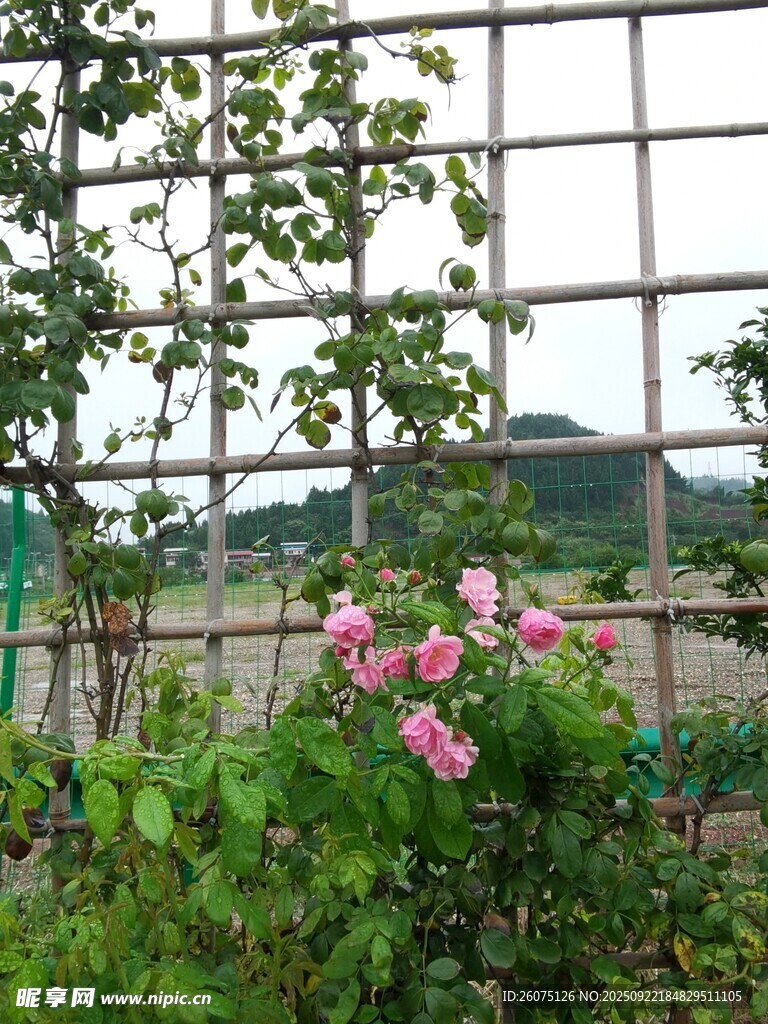窗边蔷薇与绿植景致