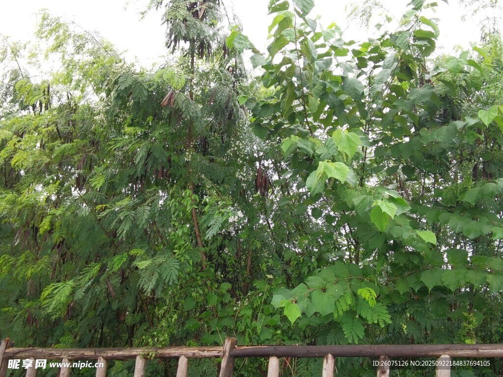 木栅栏旁繁茂的绿植