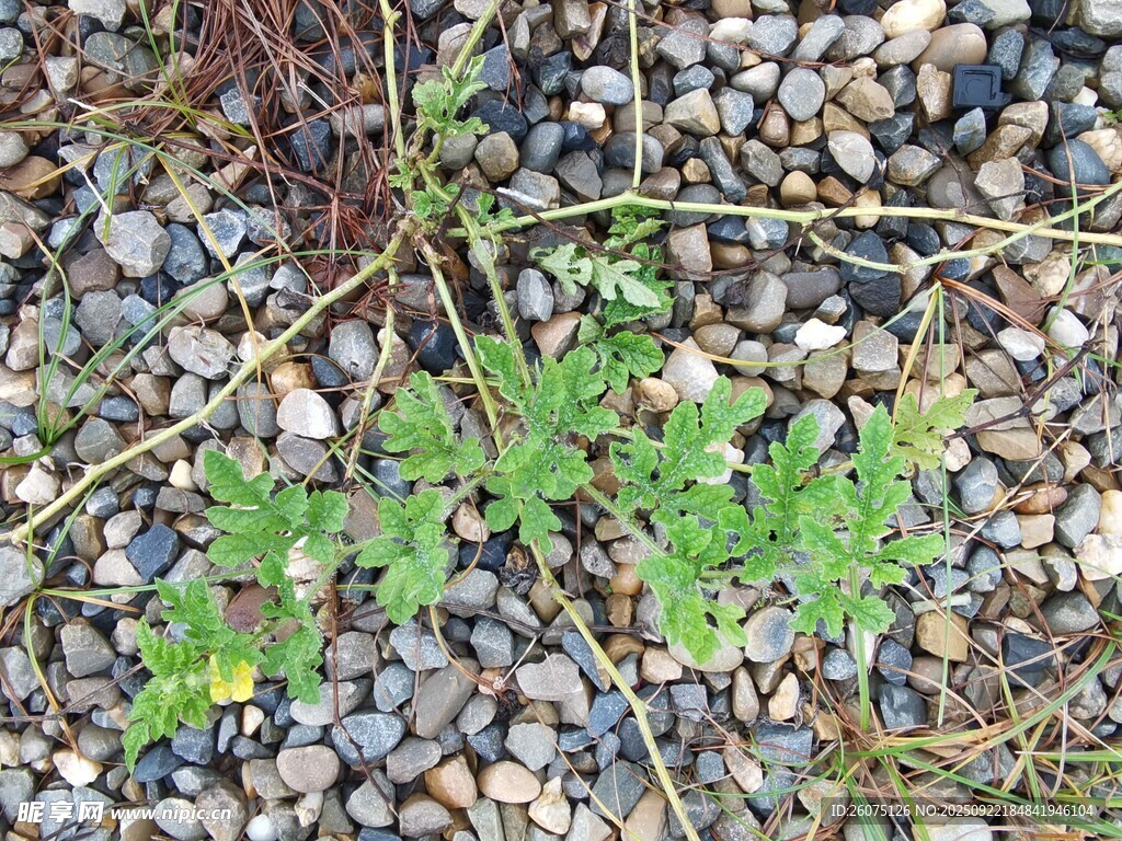 碎石地上的绿色植物
