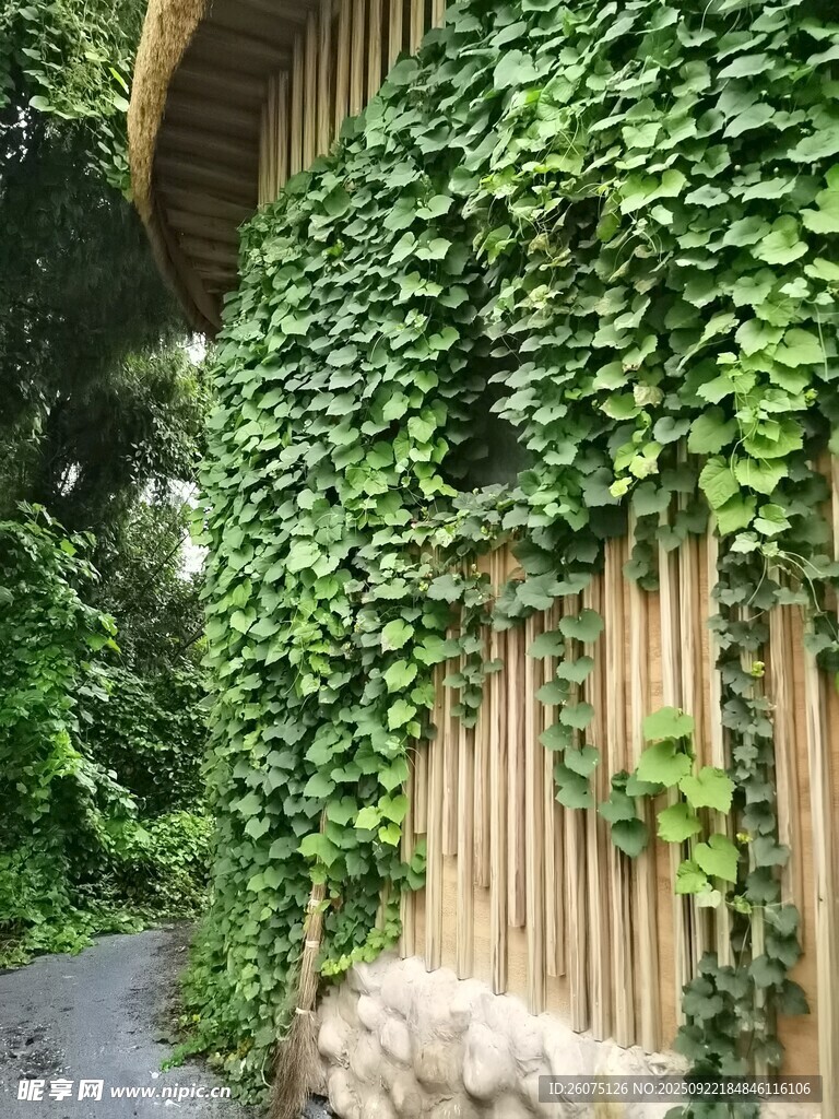 藤蔓爬满木质墙面景观