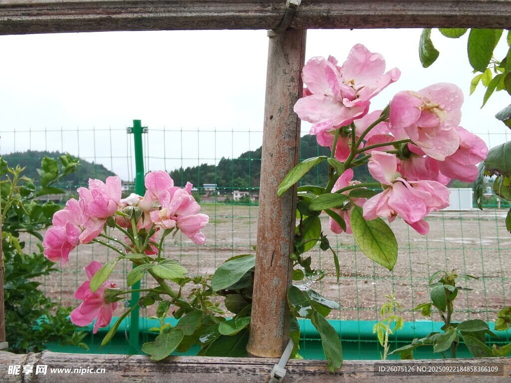 栅栏旁绽放的娇艳粉色花朵