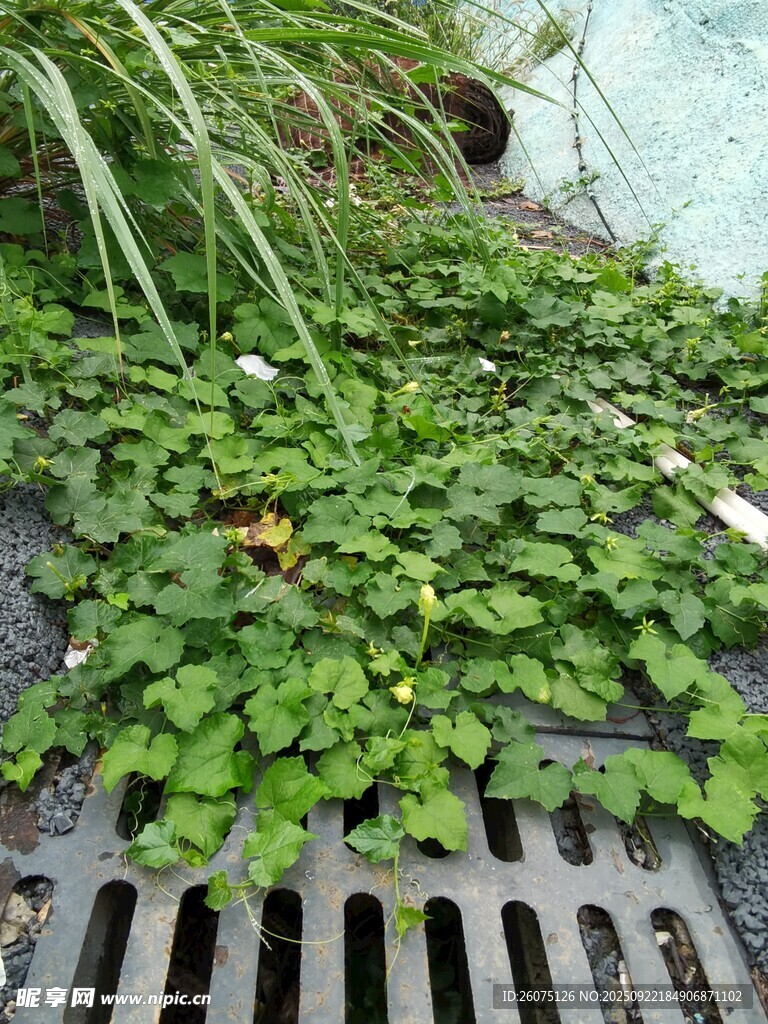 绿植覆盖的排水口