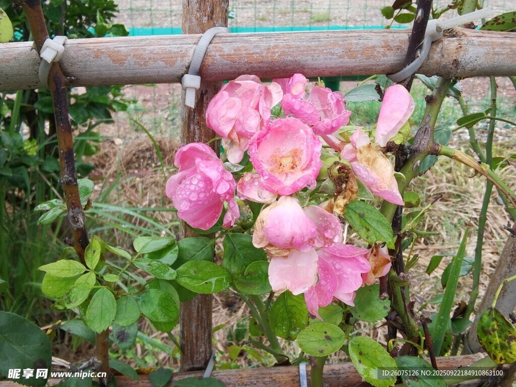 栅栏旁绽放的粉色月季花
