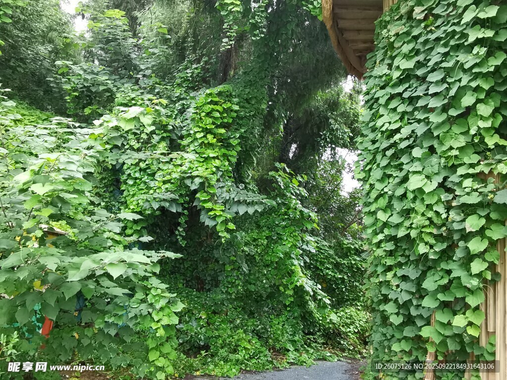 绿意盎然的繁茂植物景观