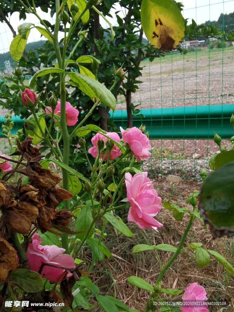 粉色绽放的娇艳月季花