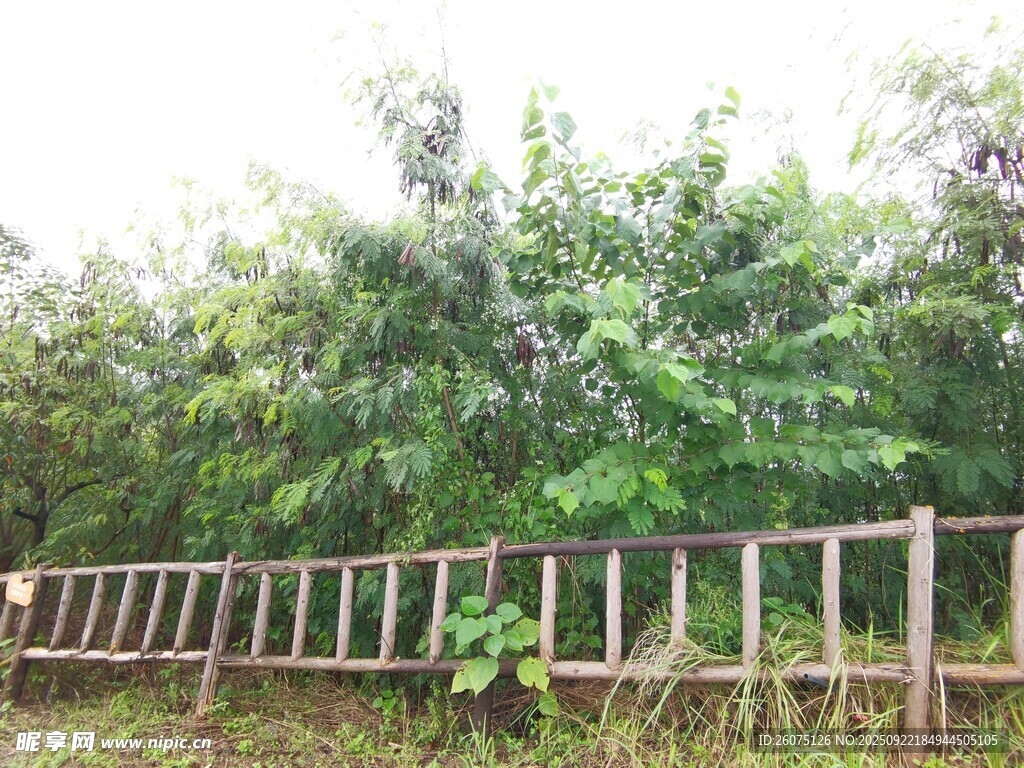 木栏杆旁的繁茂绿植