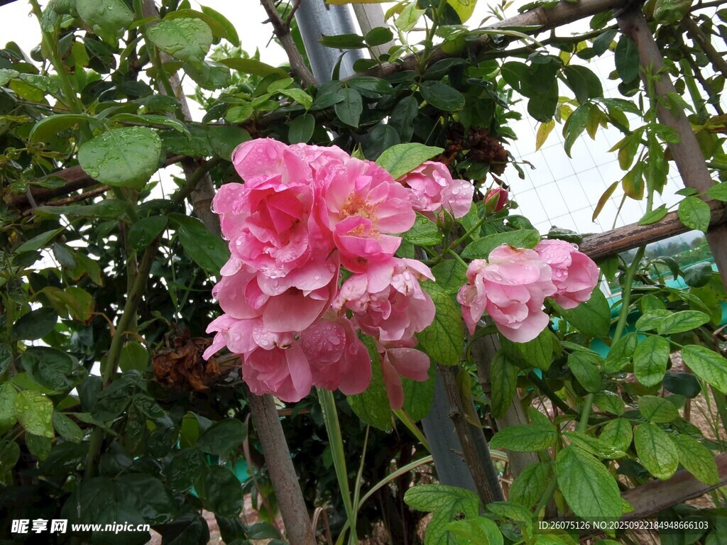 娇艳盛开的粉色月季花