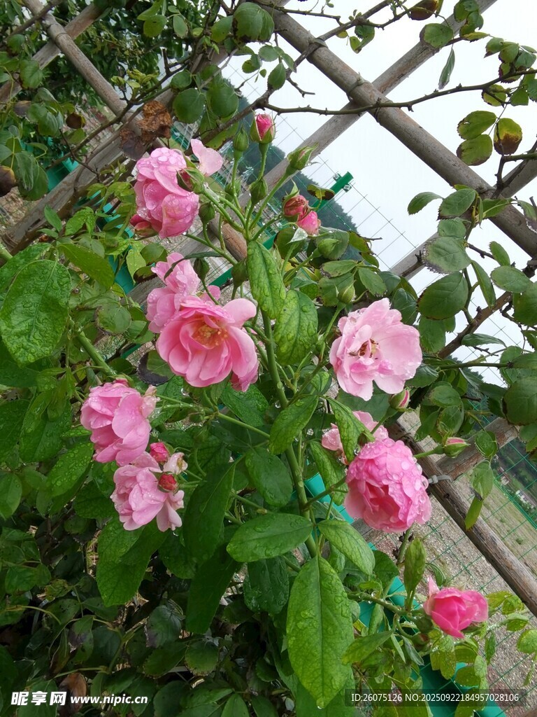 蔷薇花绽放于藤架间