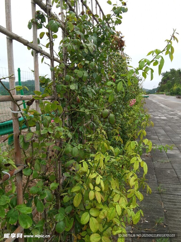 藤蔓攀爬围栏绿意盎然