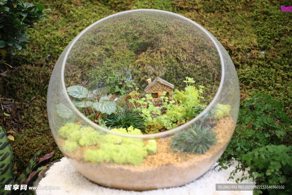 玻璃容器中的迷你植物景观