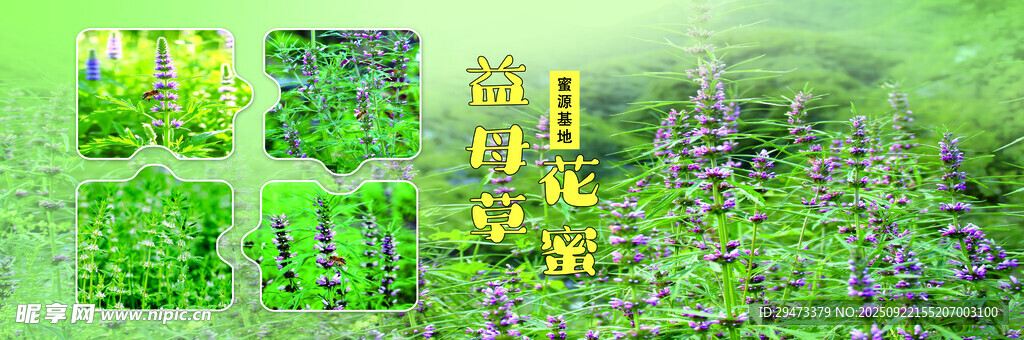 多样绿植景观展示 益母草